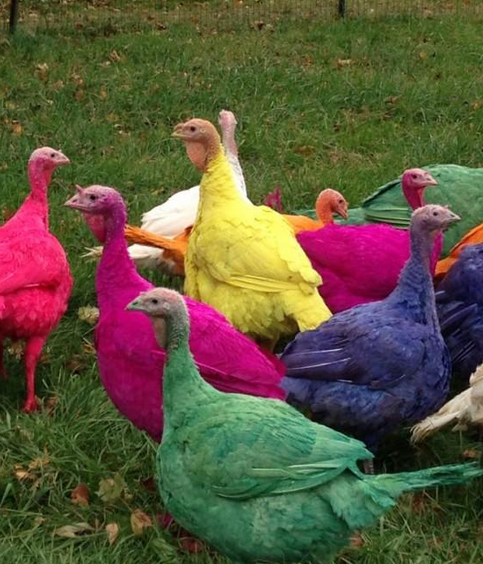 colorful turkey farm