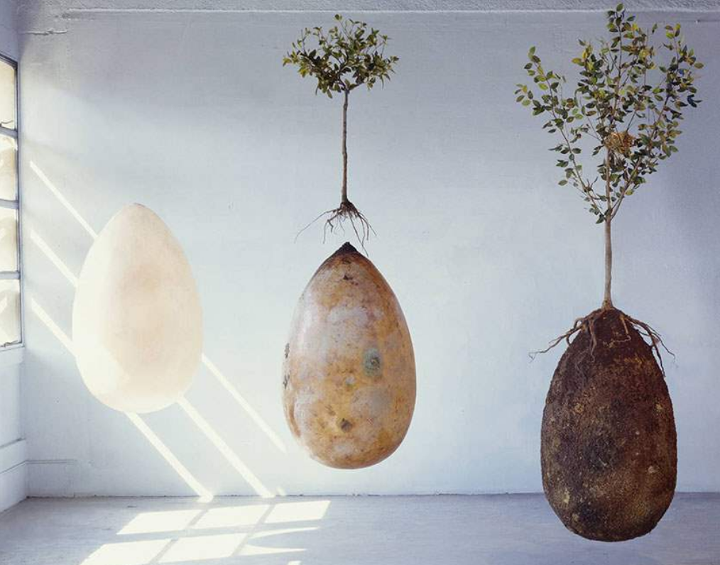 tree burial pods