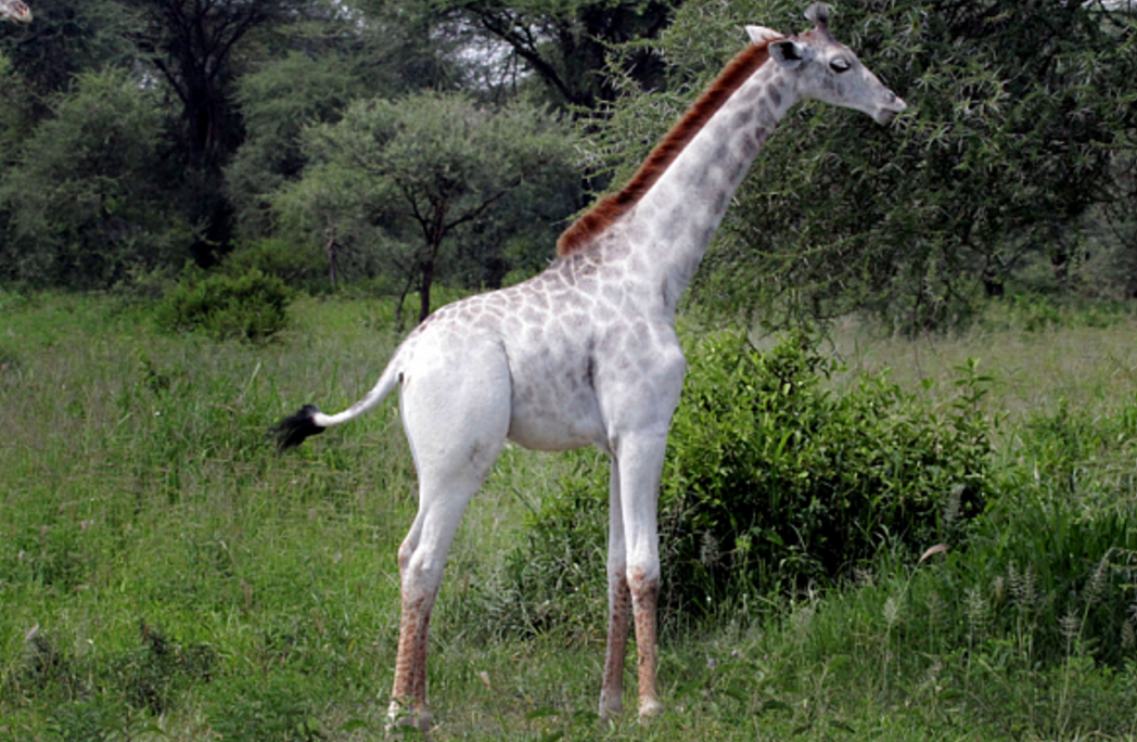 rare white giraffe