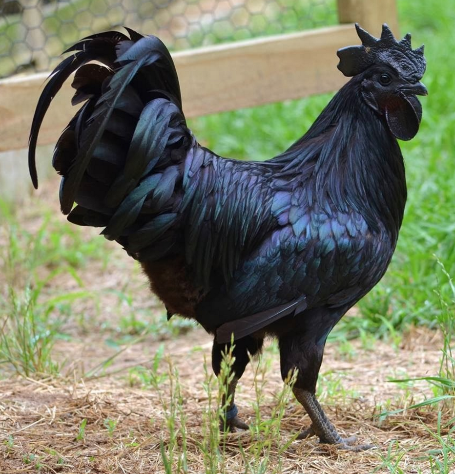 all black rooster
