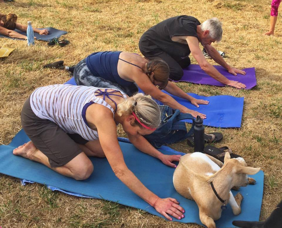 yoga with goats