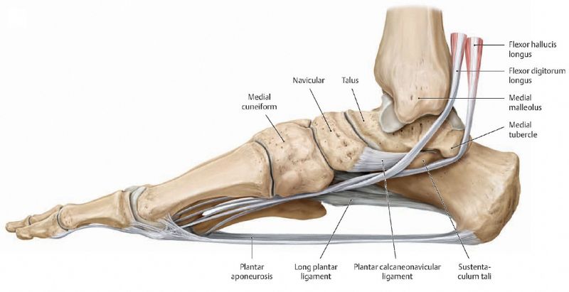 pain in the arch of the foot