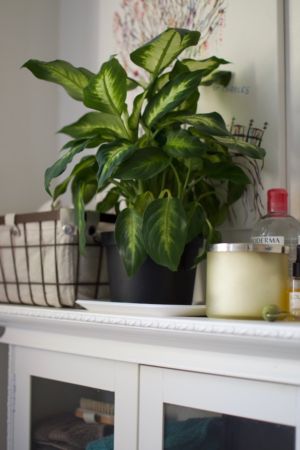 The best bathroom plants to keep you happy and healthy