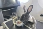 travel bunny