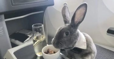 travel bunny