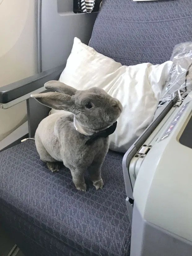 travel bunny