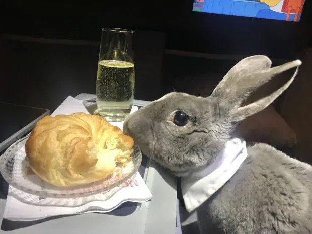travel bunny
