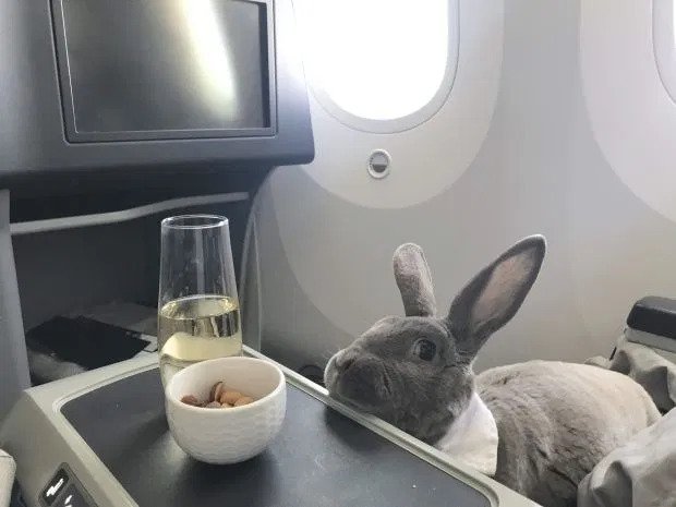 travel bunny