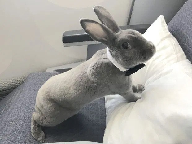 travel bunny