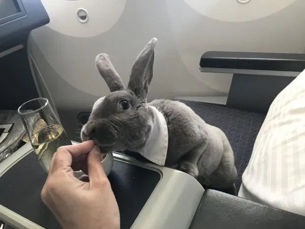travel bunny