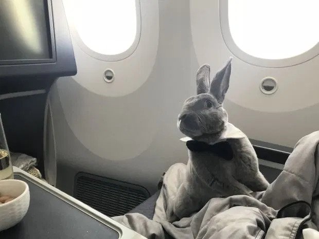 travel bunny