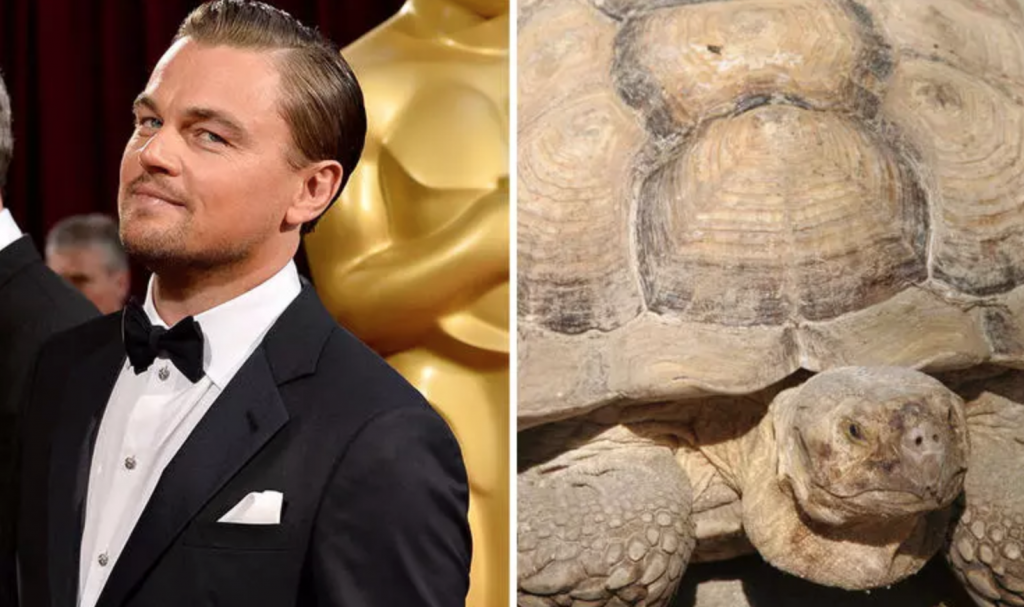 Leo DiCaprio pet tortoise, weird celebrity pets