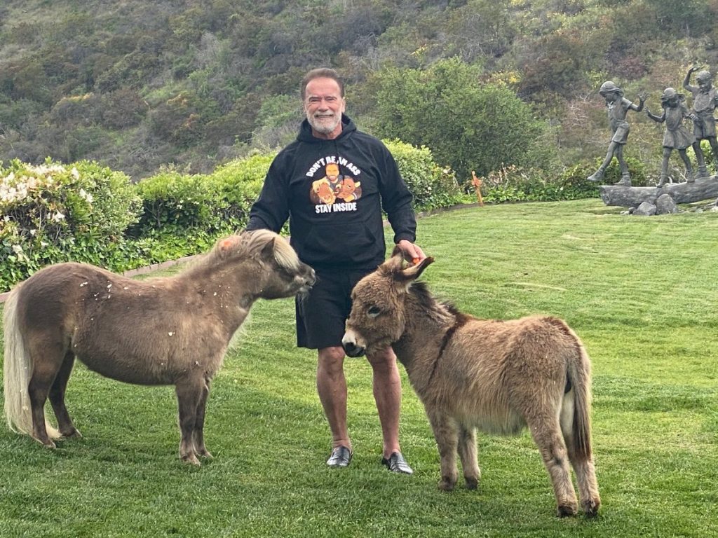 Arnold Schwarzenegger tiny pony, weird celebrity pets
