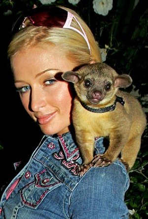 paris hilton pet kinkajou, weird celebrity pets