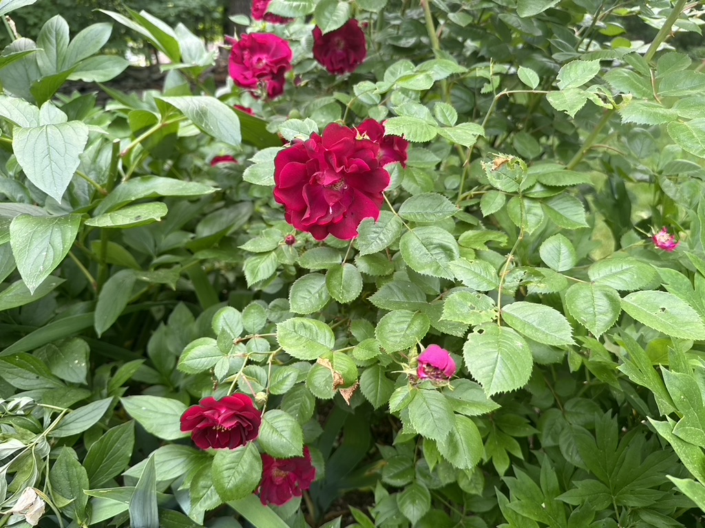 zone 6 perennials, red roses