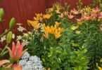 orange day lily garden