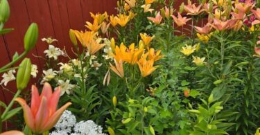 orange day lily garden