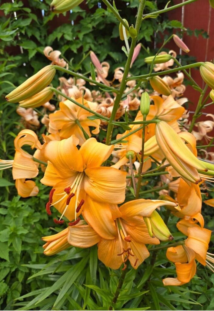 asiatic peach day lily
