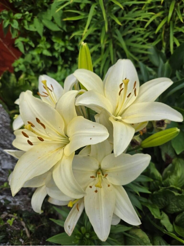 soft yellow day lily, asiatic lily