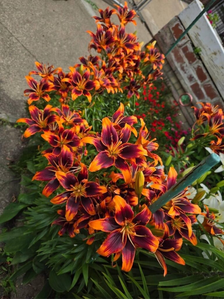 striped, multicolor day lillies are an alternative to orange day lily varieties and ditch lillies