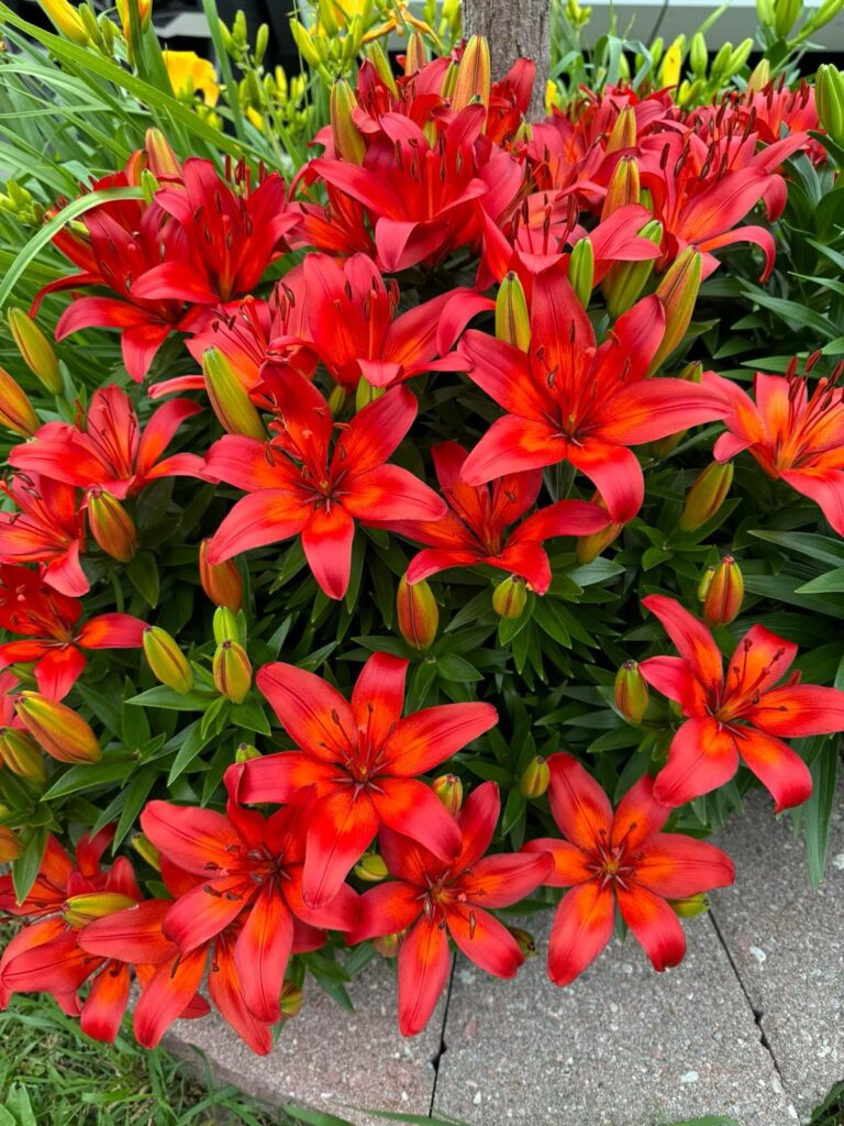 orange day lily alternatives, bright red day lily