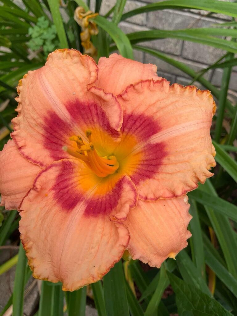 peach day lily is an orange day lily alternative
