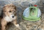 how long does it take to clean a rug?, aussiedoodle with bissell little green machine