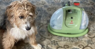 how long does it take to clean a rug?, aussiedoodle with bissell little green machine