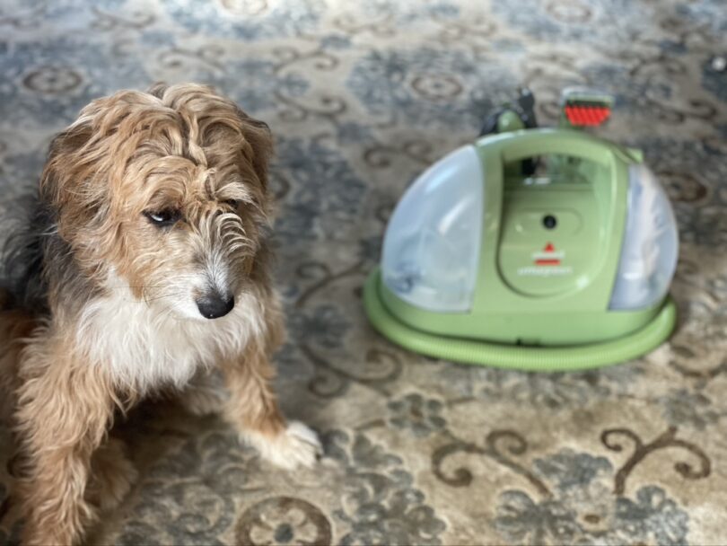 how long does it take to clean a rug?, aussiedoodle with bissell little green machine