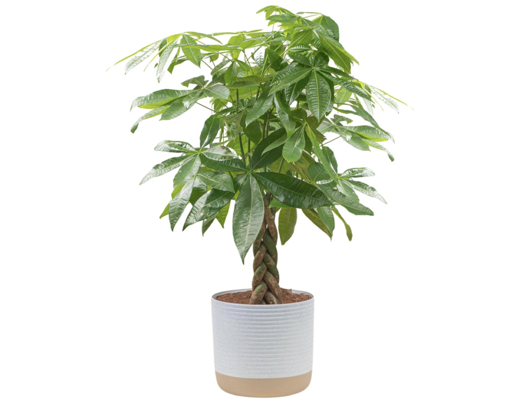 best gifts under $30, money plant