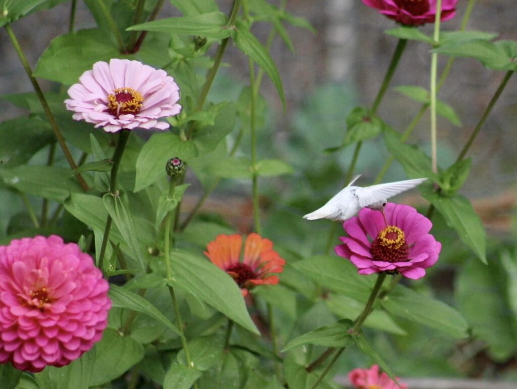 rare white hummingbird, albino hummingbird sipping zinnia flower nectar