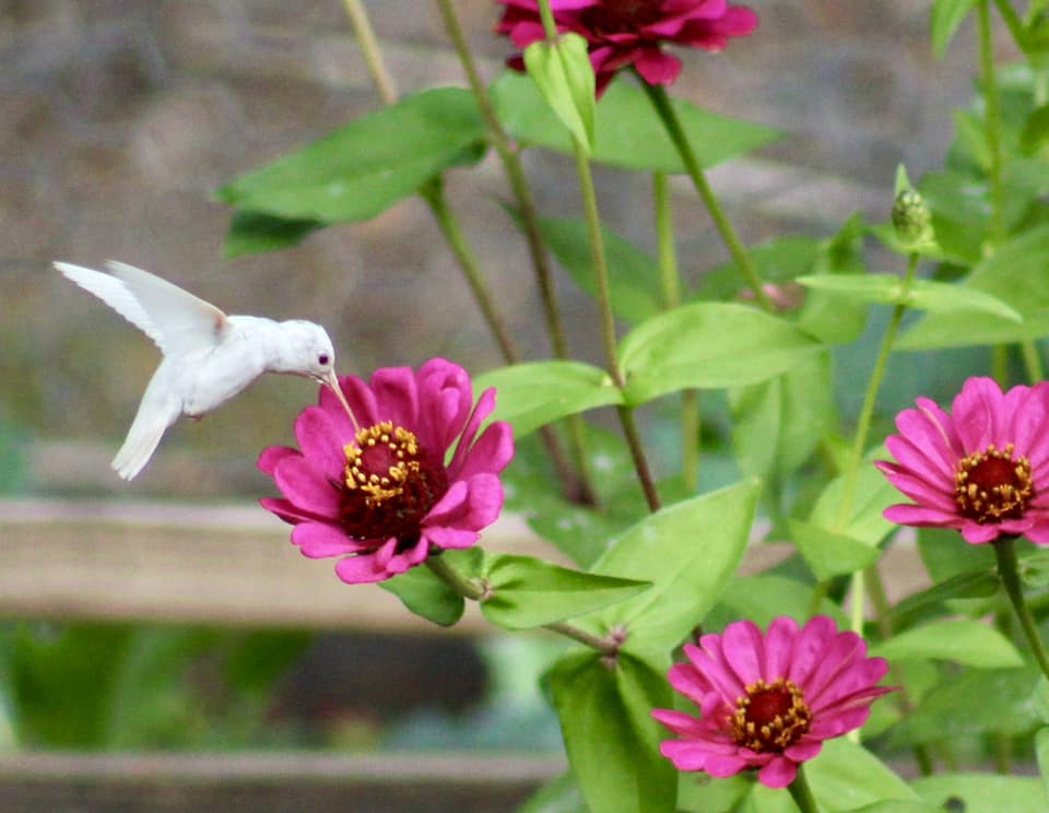 rare white hummingbird, albino hummingbird sipping zinnia flower nectar