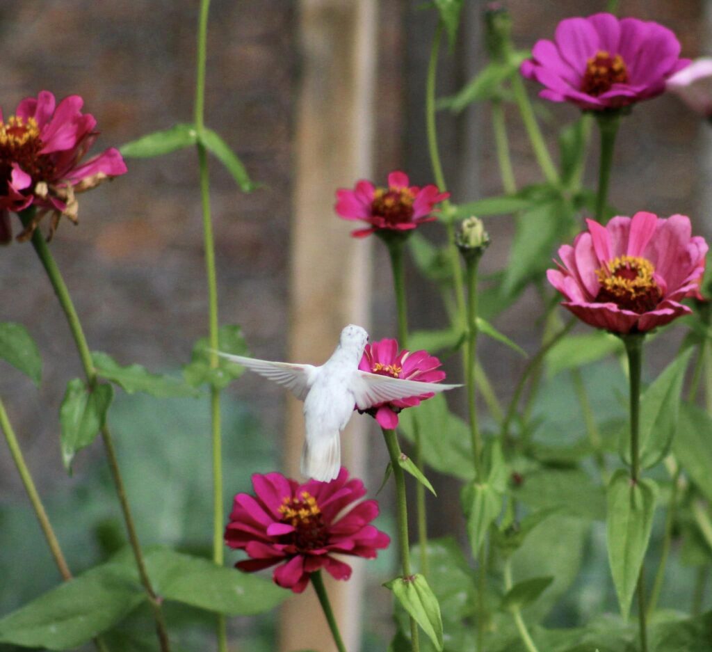 rare white hummingbird, albino hummingbird sipping zinnia flower nectar