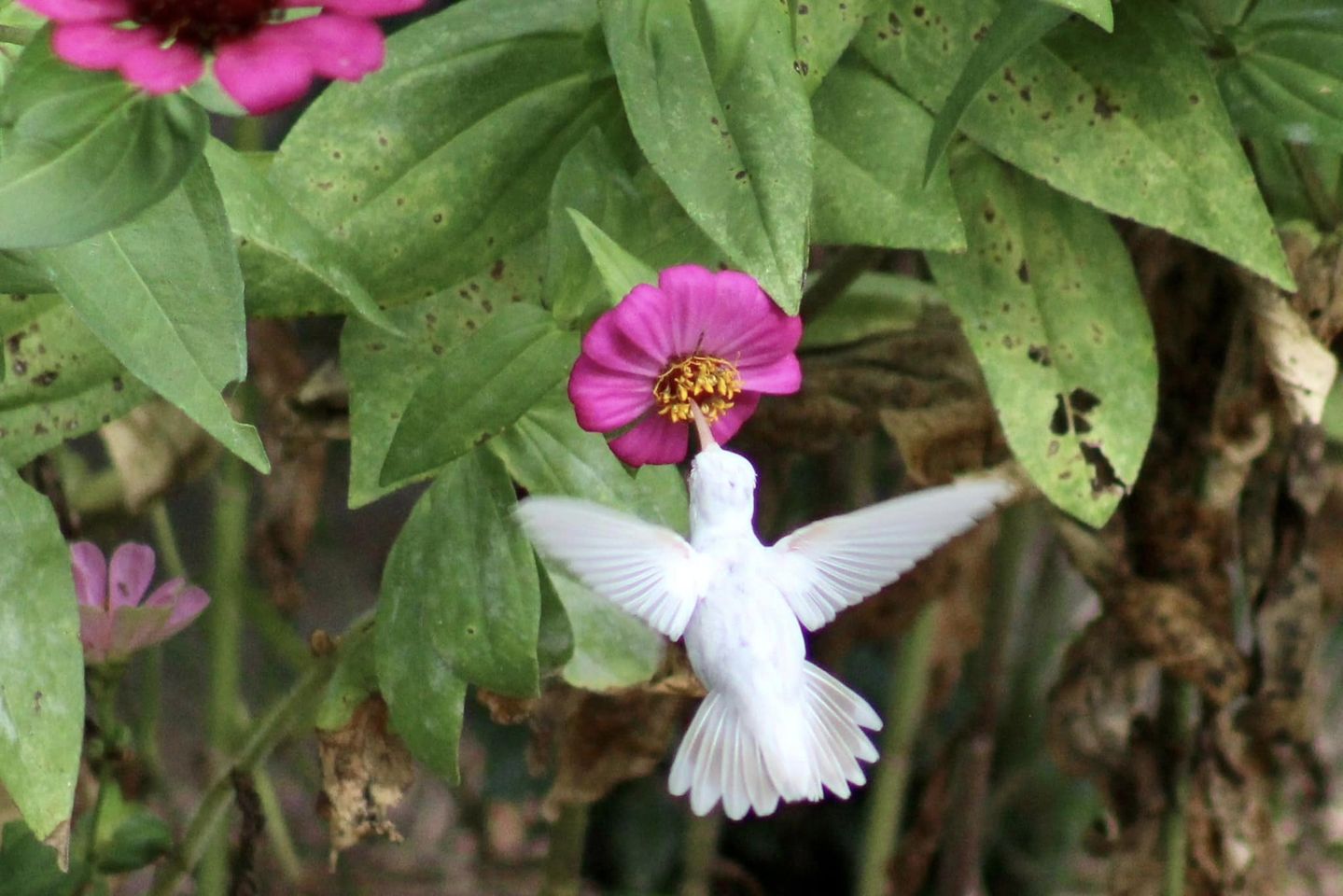 rare white hummingbird, albino hummingbird sipping zinnia flower nectar