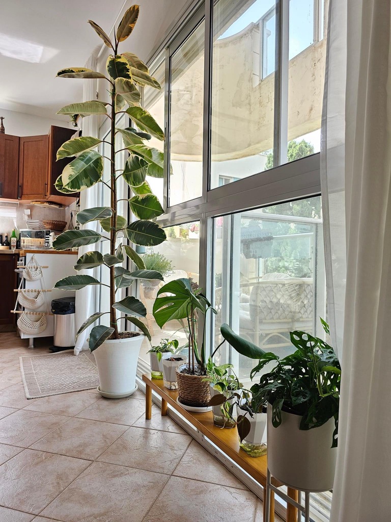 light bright rooms, tel aviv apartment with beige furniture and green houseplants and lots of natural light