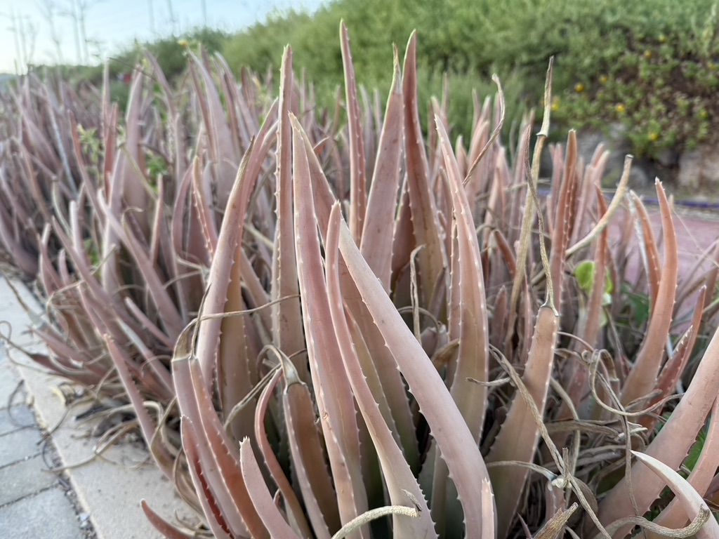 wild aloe vera plant, best indoor house plants