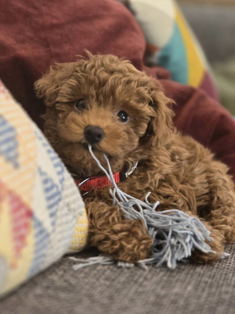 red toy poodle puppies, relaxing on a couch