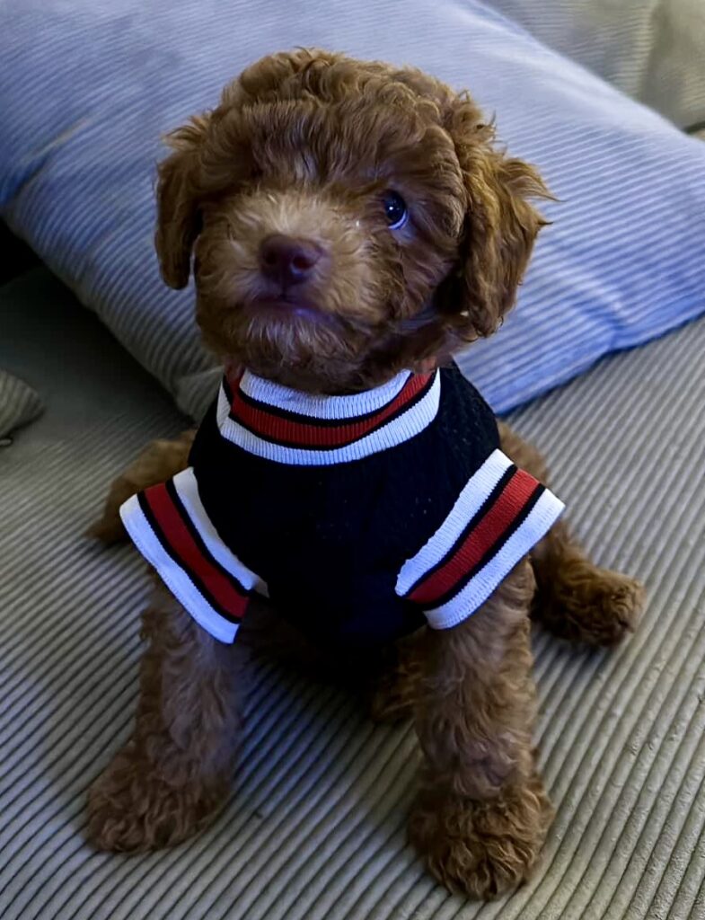 red toy poodle puppies, red toy poodle baby wearing a sweatshirt