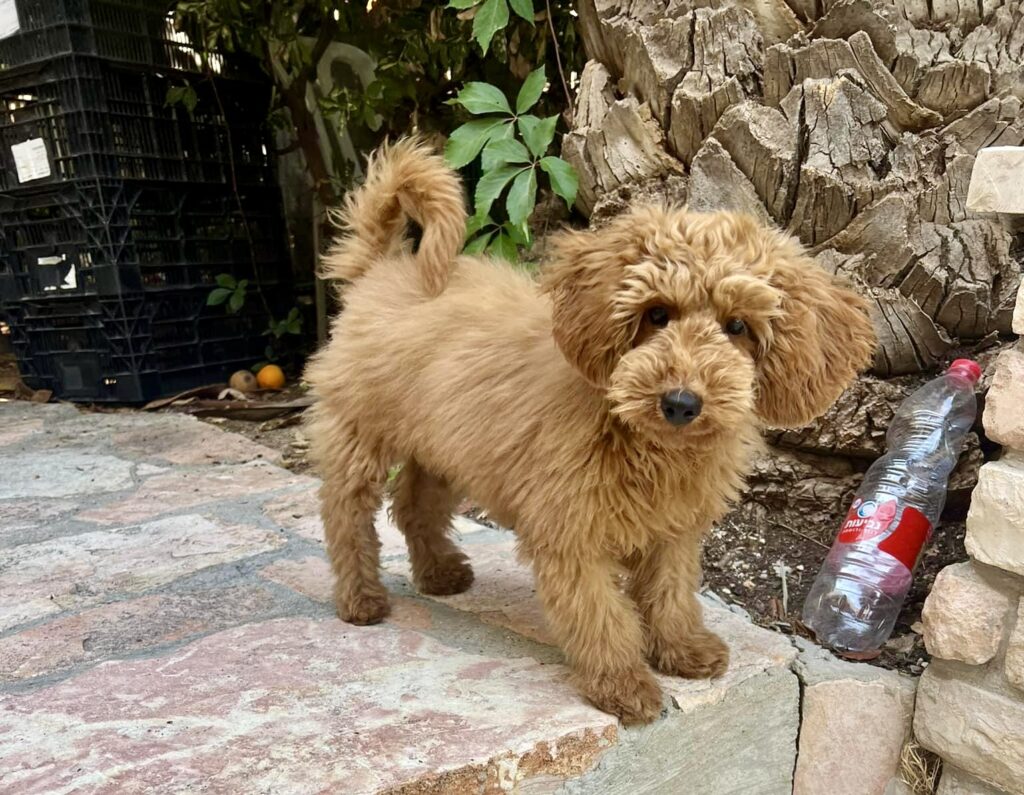 red toy poodle puppies, red toy poodle baby with shaggy doodle hair