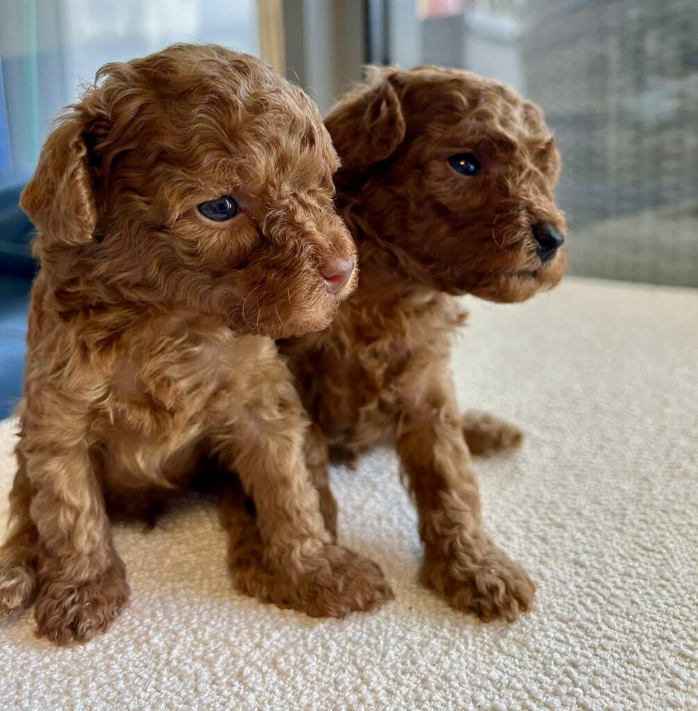 red toy poodle puppies, red toy poodle baby finding his reflection in a mirror