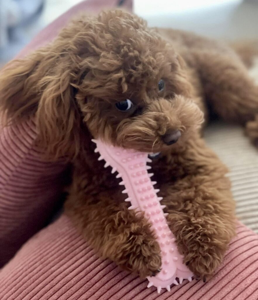 red toy poodle puppies, red toy poodle baby chewing on a nylabone