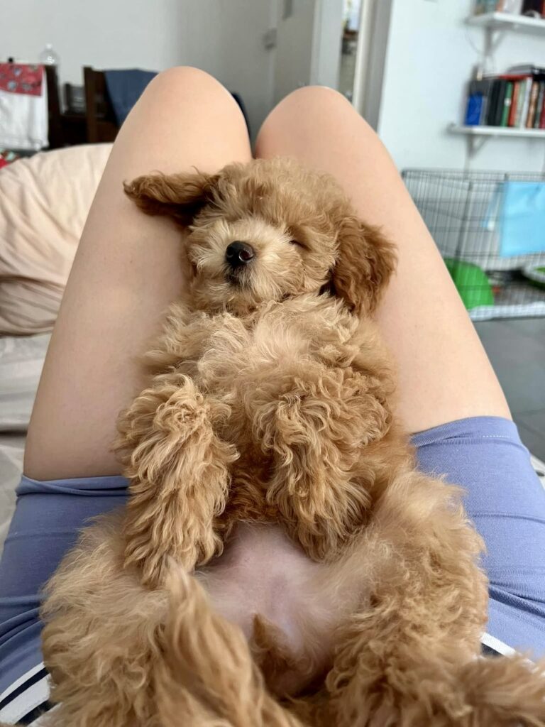 red toy poodle puppies, red toy poodle baby laying in her mother's lap with belly up