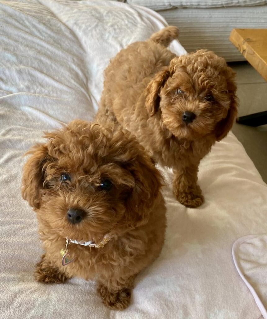 red toy poodle puppies, brothers from the same litter