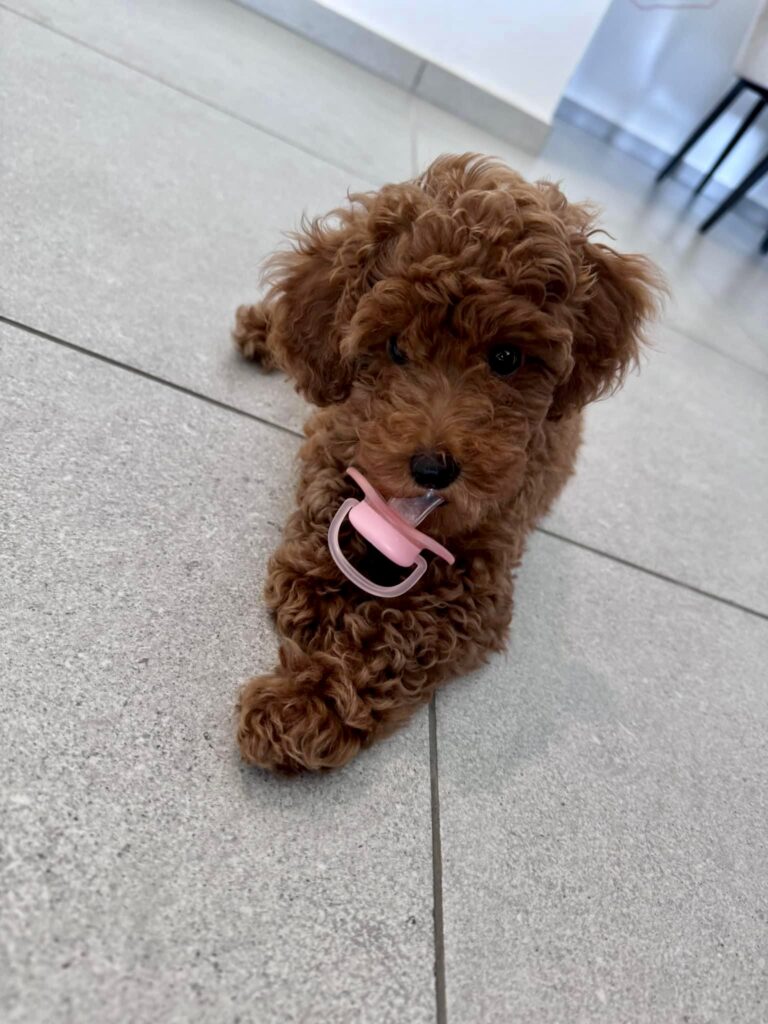 red toy poodle puppies, red toy poodle baby with a pacifier