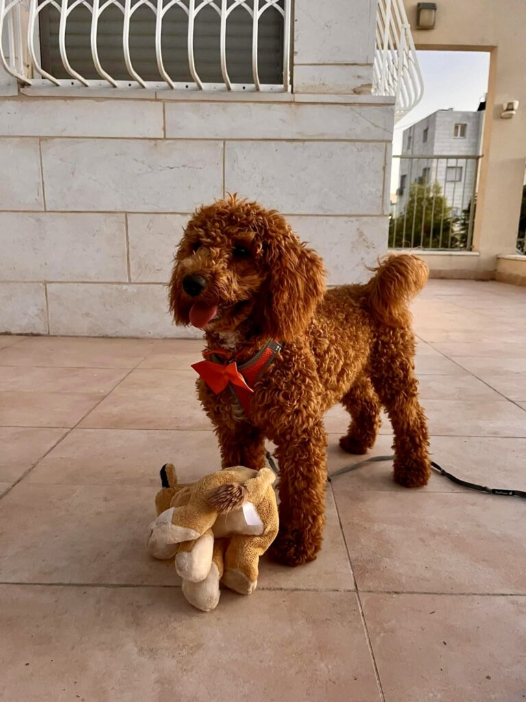 red toy poodle puppies, red toy poodle baby in the sun with a stuffed animal toy