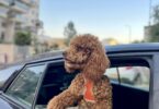 red toy poodle puppies, red toy poodle sticking his out out of a car window