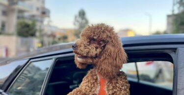 red toy poodle puppies, red toy poodle sticking his out out of a car window