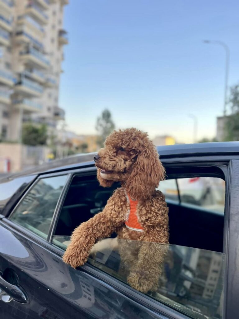 red toy poodle puppies, red toy poodle sticking his out out of a car window