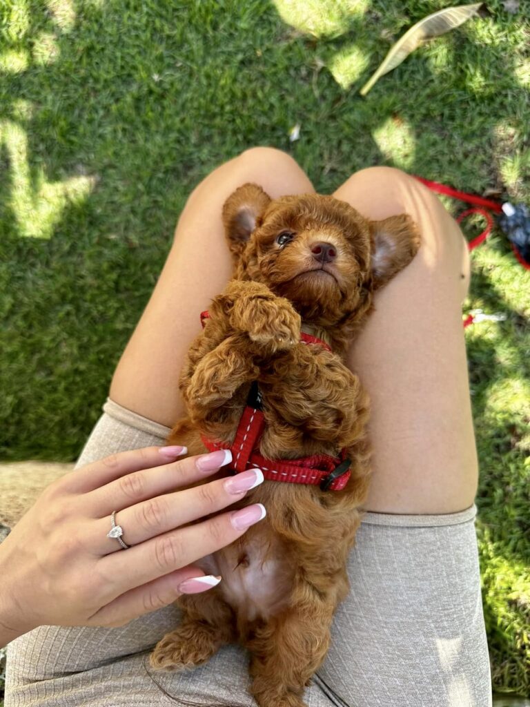 red toy poodle puppies, red toy poodle baby relaxing in his mother's lap in the sun