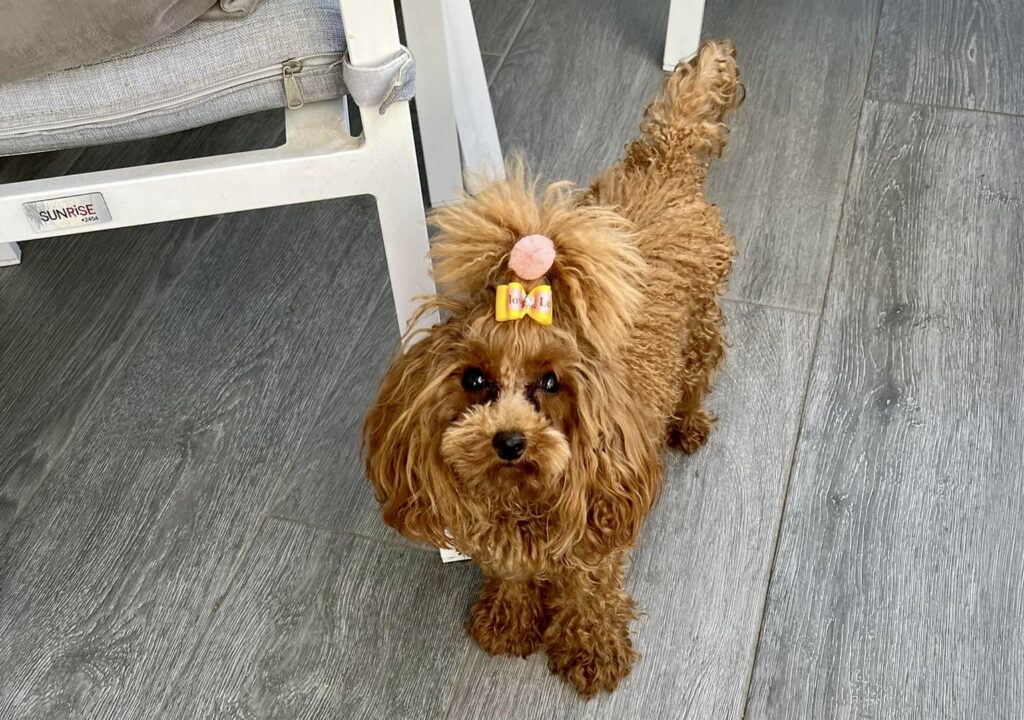 red toy poodle puppies, red toy poodle baby with fluffy brushed out hair and a bow